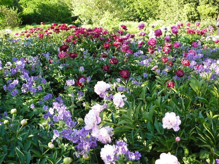 Flowers Field Of