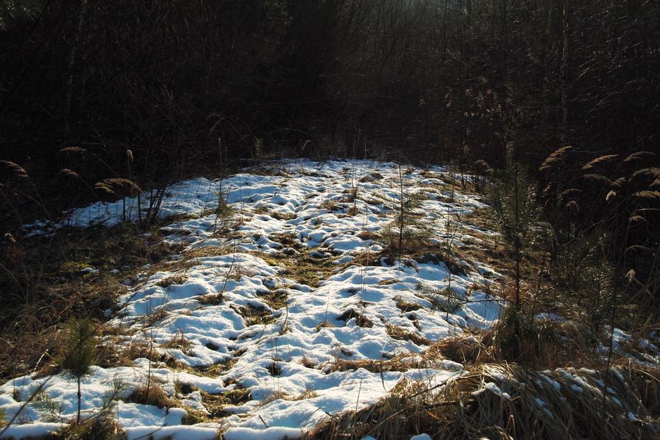 Snow Winter forest