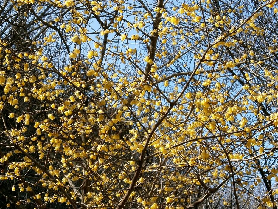 Plum Robin Flowers