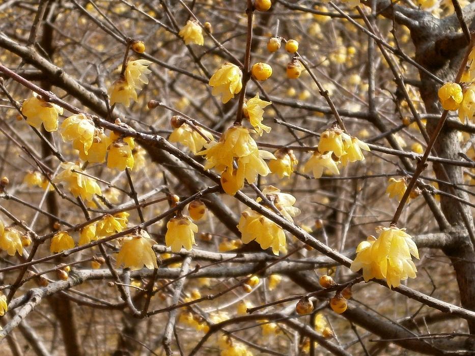 Plum Robin Flowers