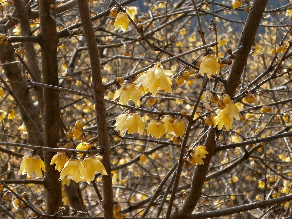 Plum Robin Flowers