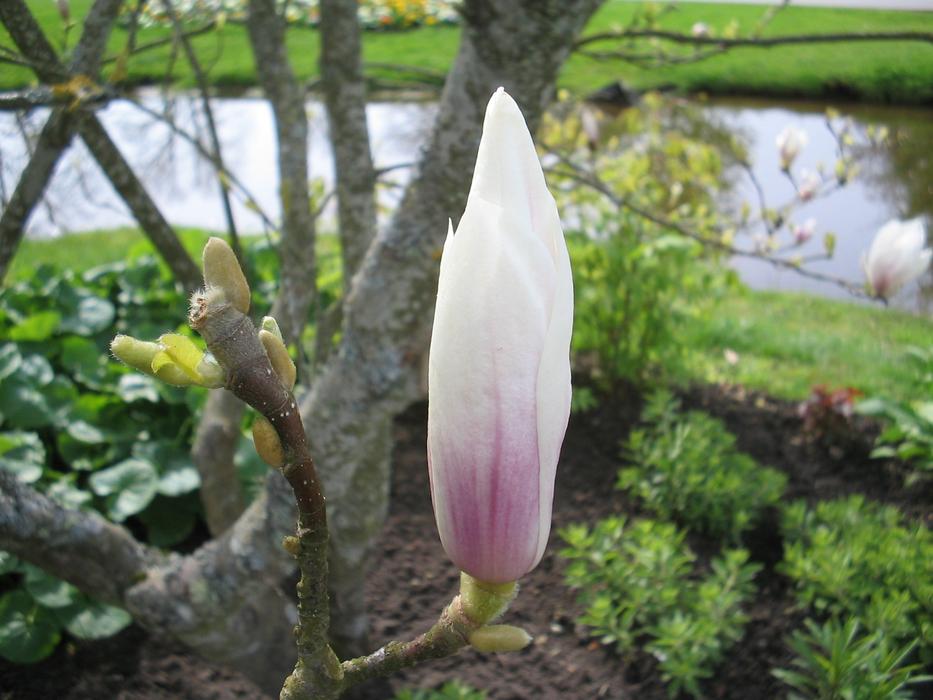 blooming Magnolia tree in park at water