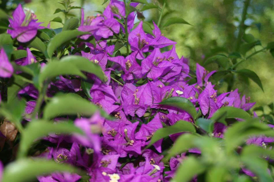 ravishing Purple flowers
