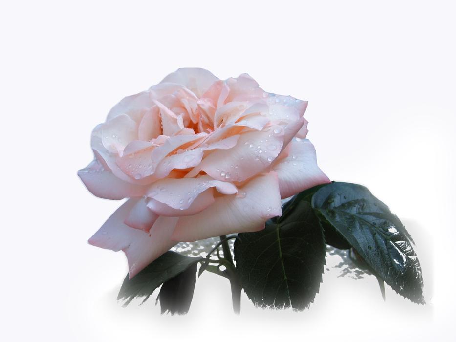 incredibly beautiful cute Rose Flower