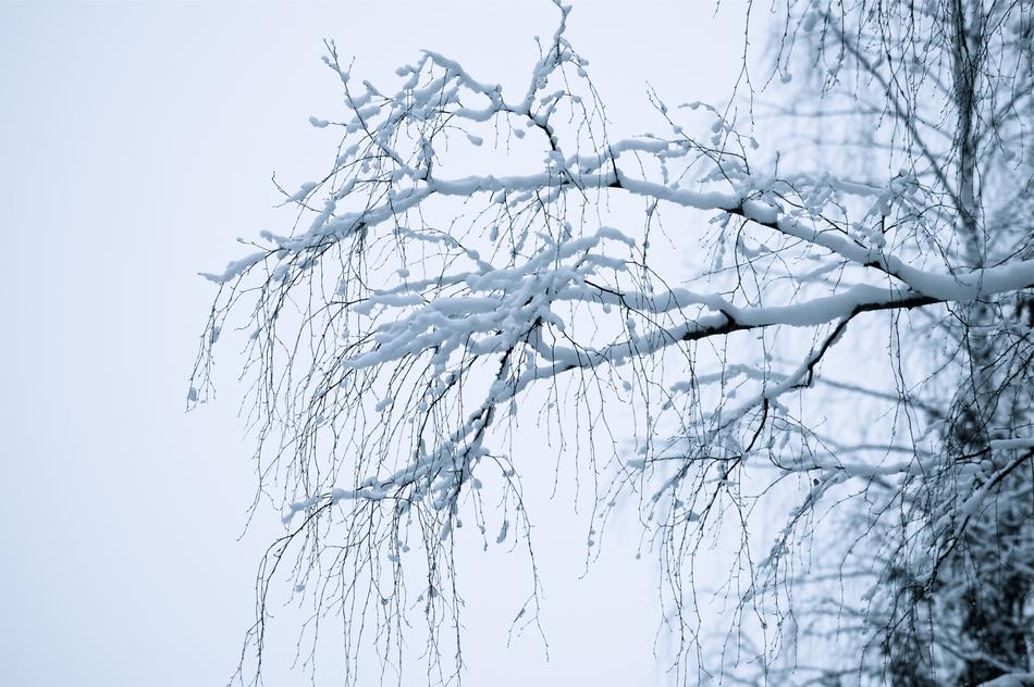 Dreamy White Winter tree