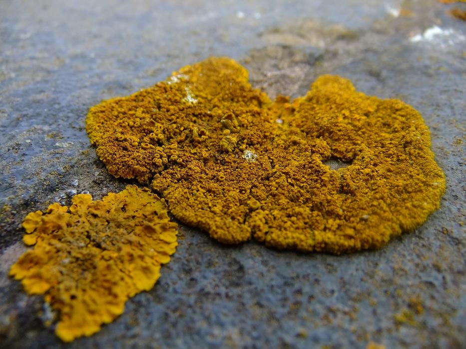 yellow moss on a stone close up