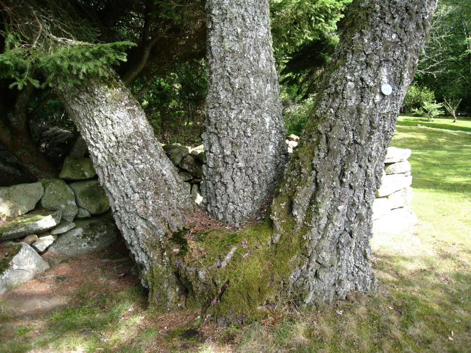 Alphem Aboretum Floby trees