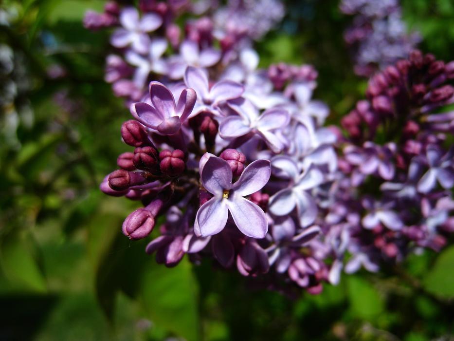 Summer Syren Purple