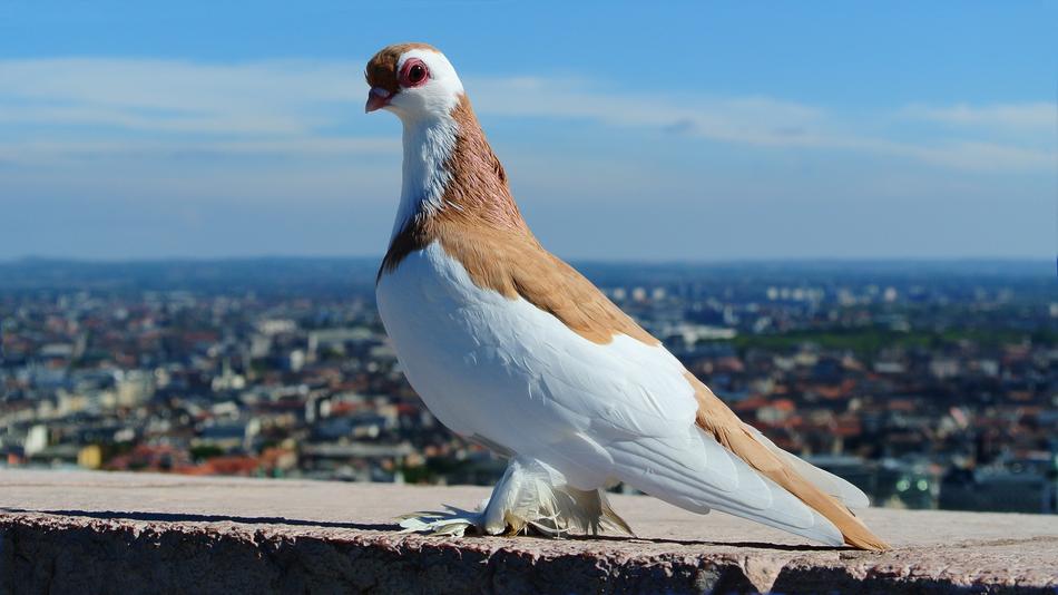 Budapest Pigeon