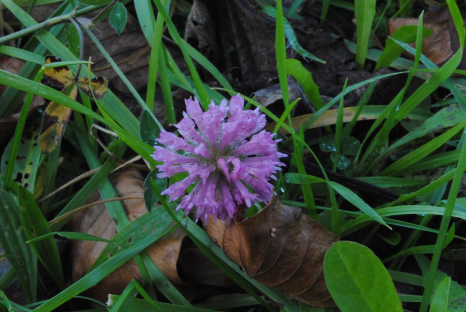 magnificent Udaberria Flower