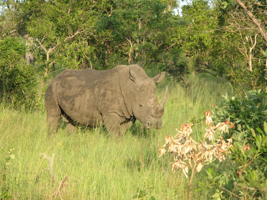 rhinoceros on green grass in the wild
