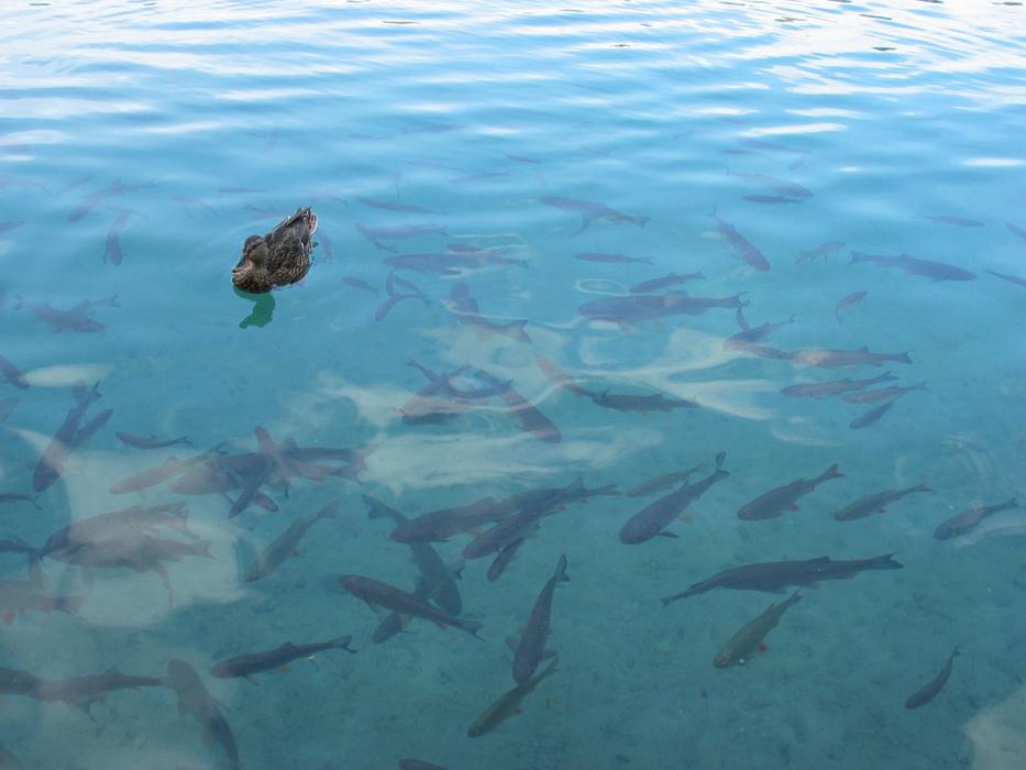 duck on the lake with fish