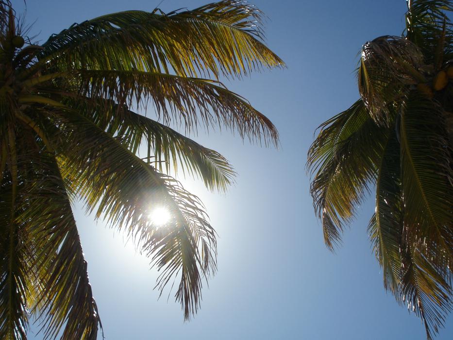 Sun Palm Trees