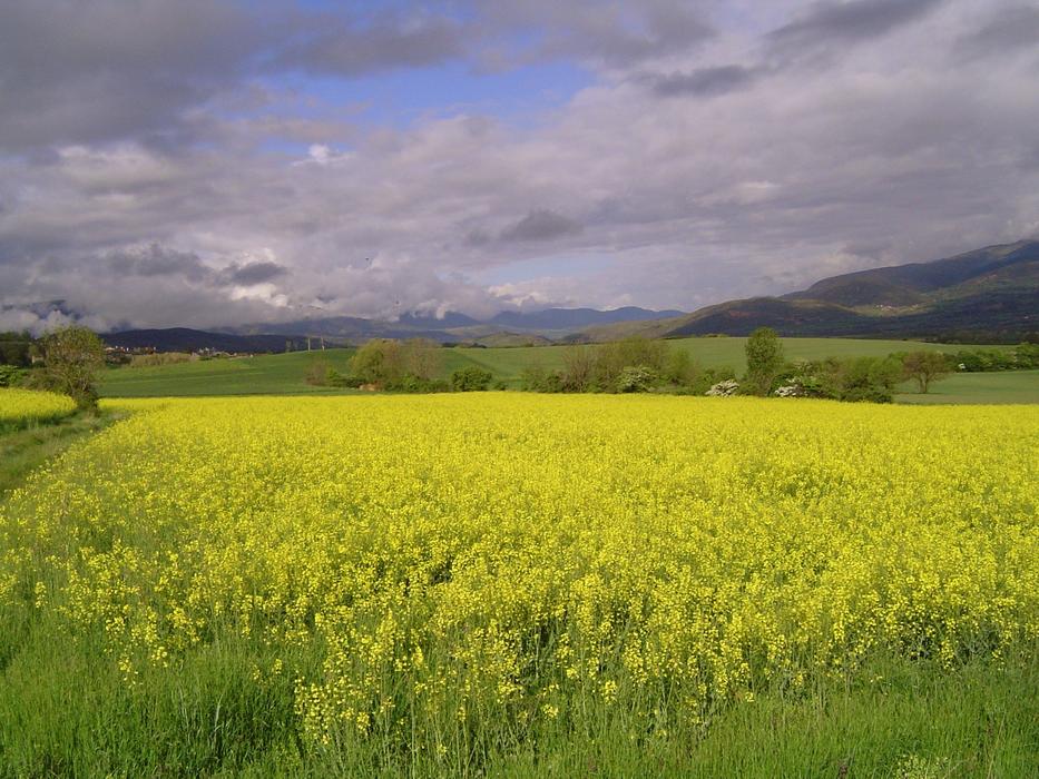The Cerdanya Girona field