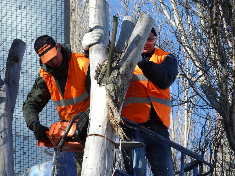 workers cut down a tree
