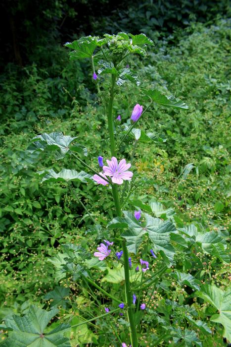Mallow, pink wildflowers on meadow