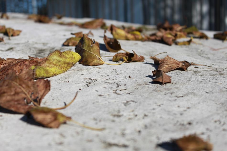 Leaves Rock Stone