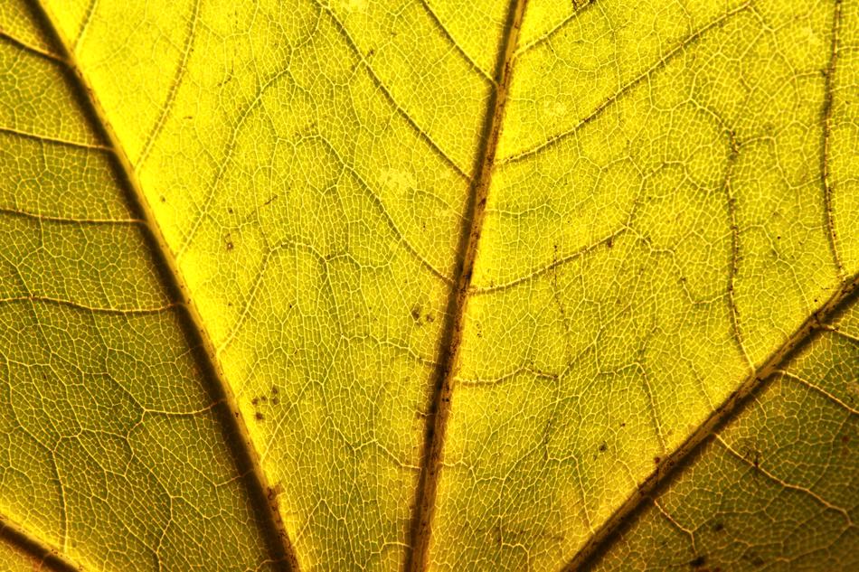 Yellow Leaf Macrophoto