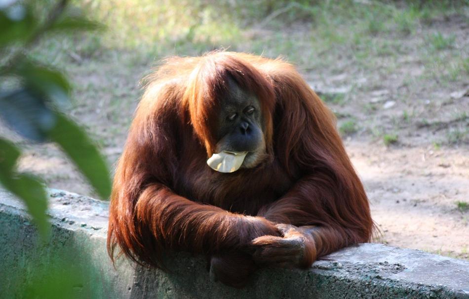 Ape Down Monkey