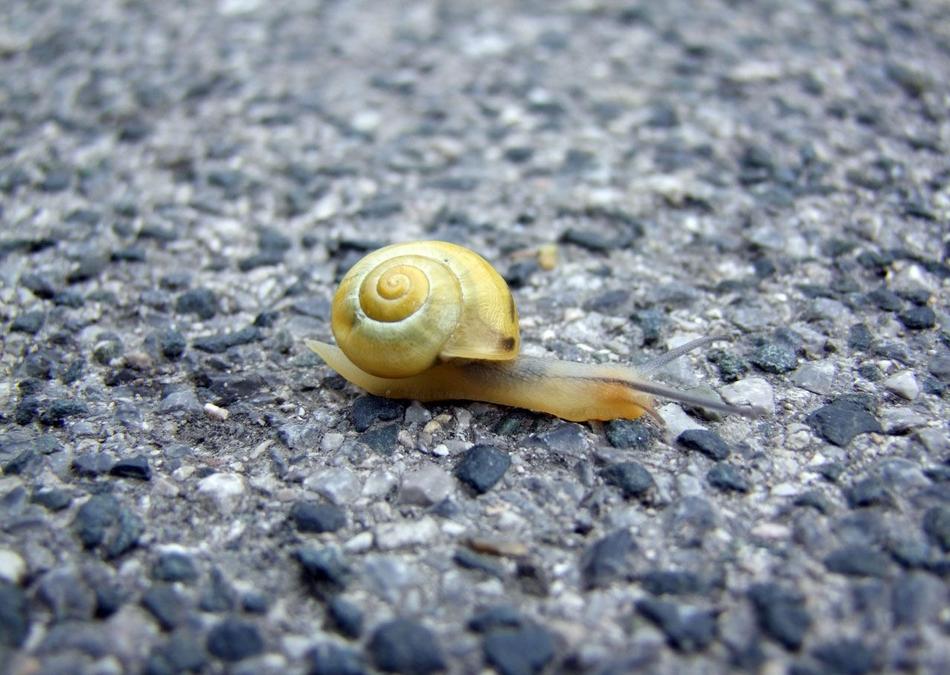 Close-up of the cute, colorful and beautiful snail, on the paved floor