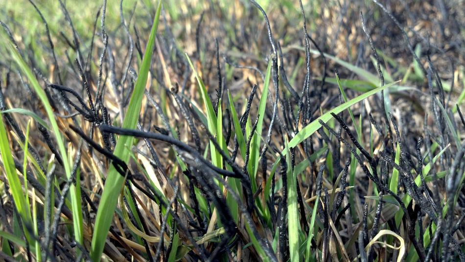 young grass on the field