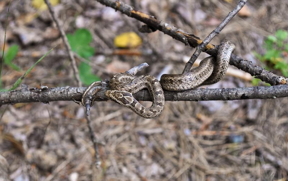 Viper on a tree branch on a blurred background