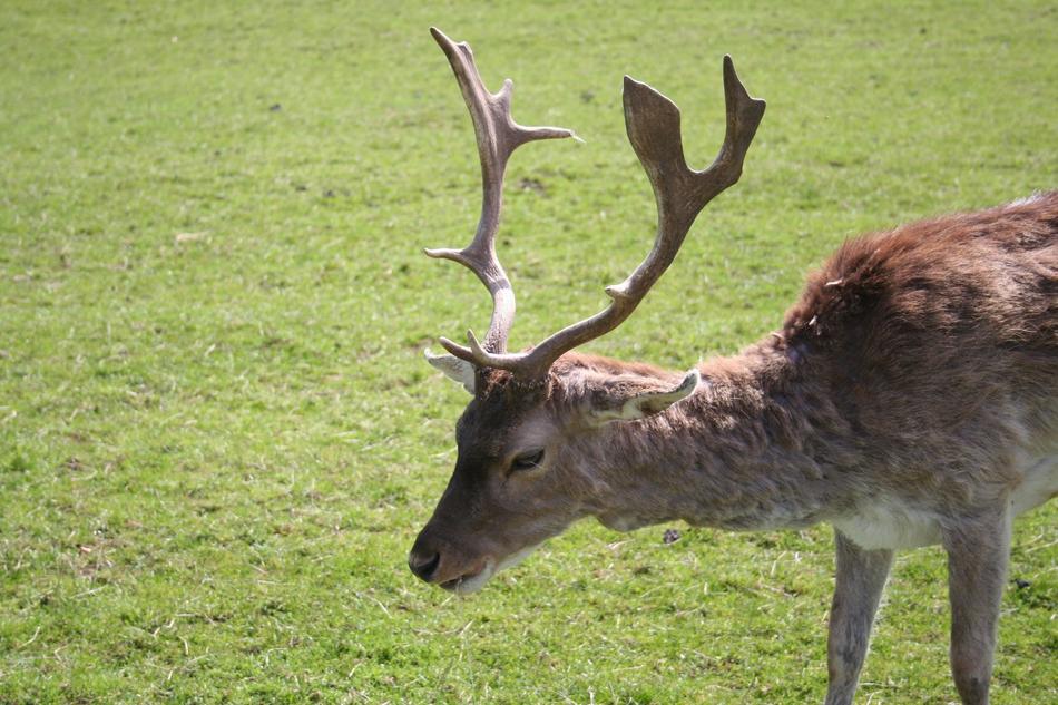 wild deer with large antlers in the pasture close-up