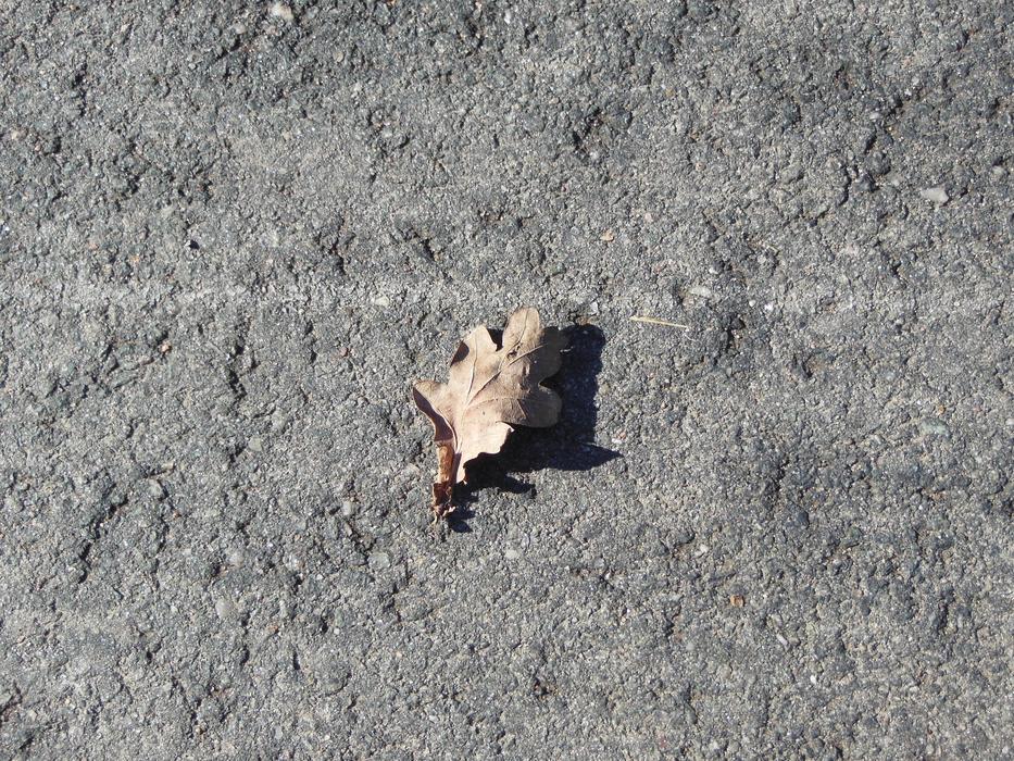 dry oak leaf on the asphalt