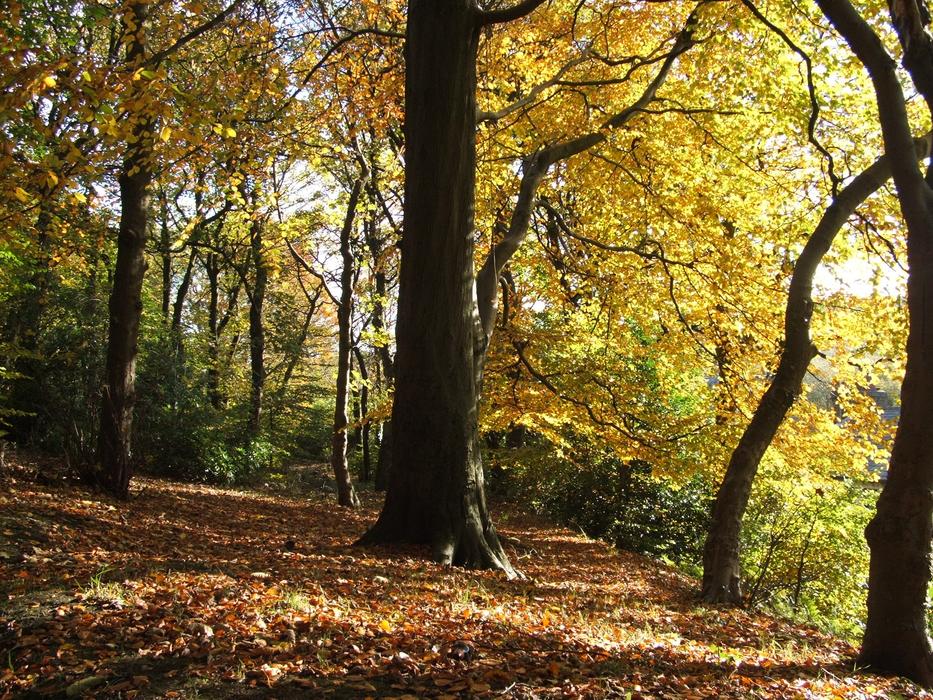 gold Trees Autumn