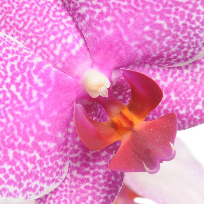 magnificent orchid