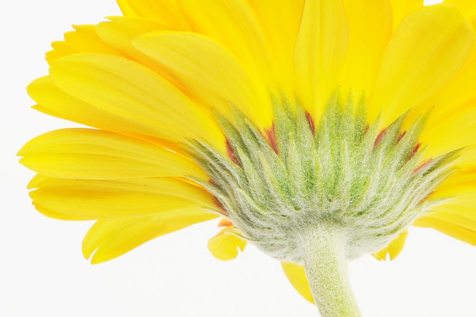 Gerbera, Germini, low angle view of yellow Flower