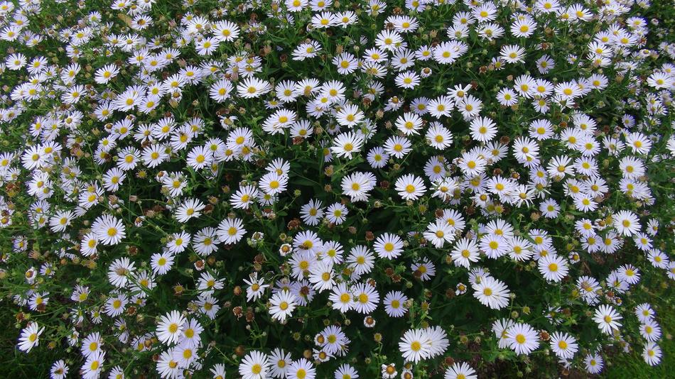 Daisies Floral Park in Orleans