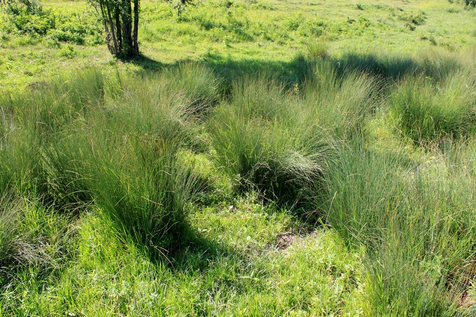 Seaclub Rush Scirpus
