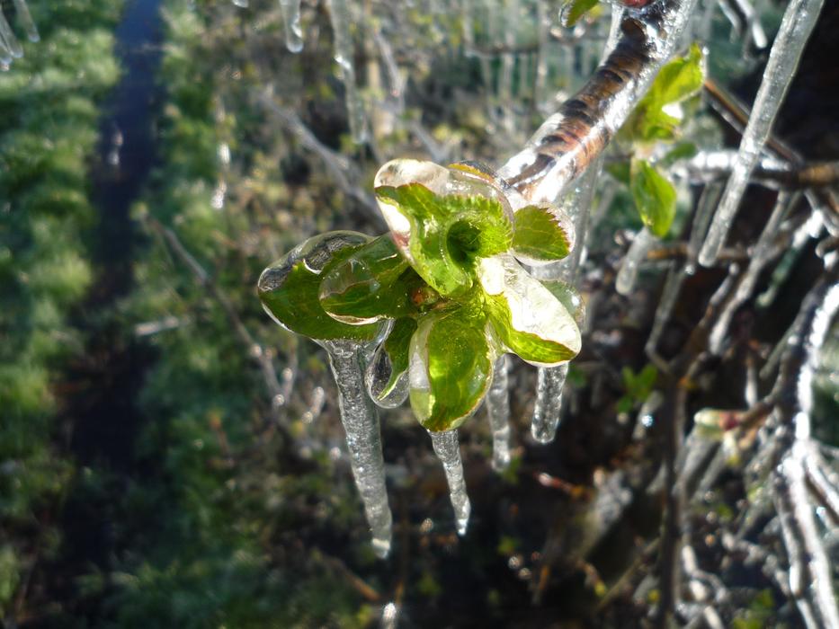 Frost Apple Blossoms