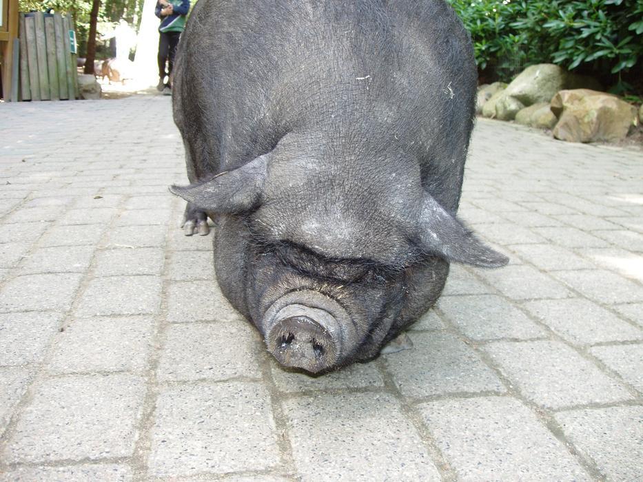 grey Pig Dwarf