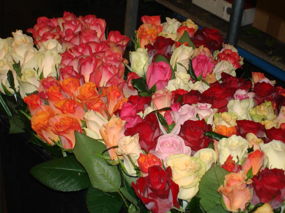 magnificent Roses Flowers