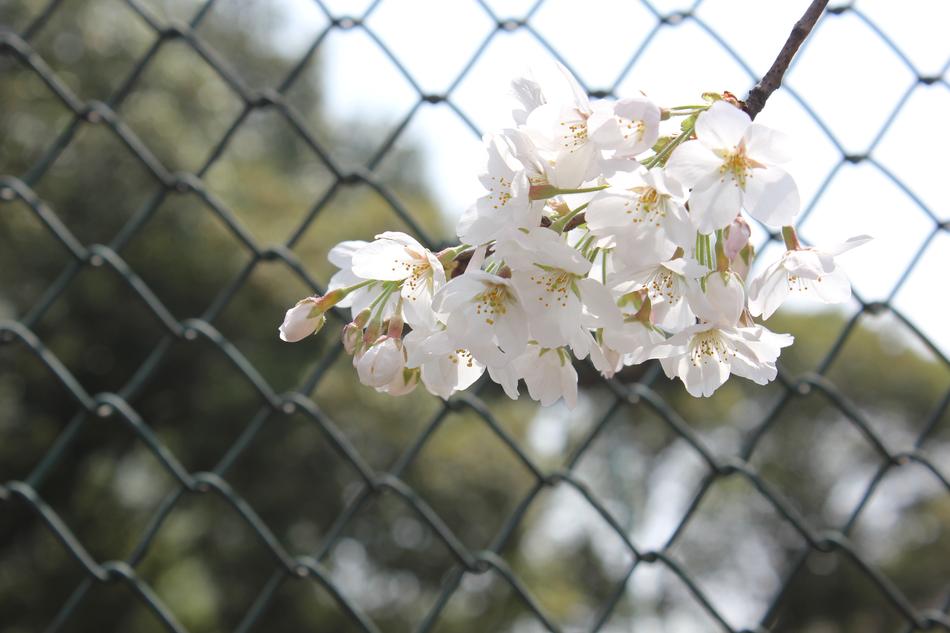 Cherry Blossom in front of wire fence