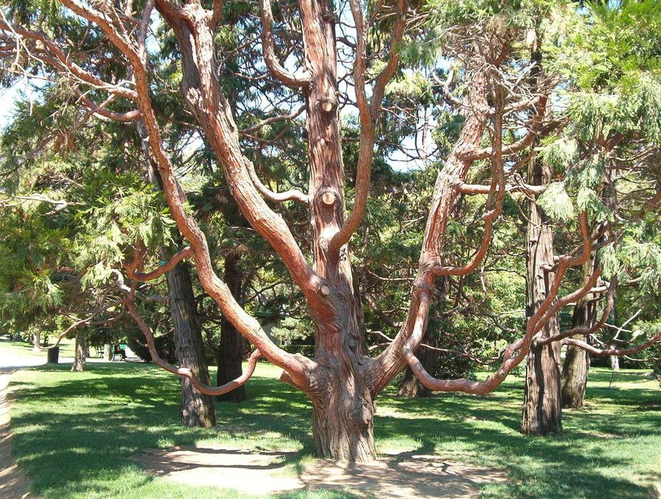 Old Tree Toulouse