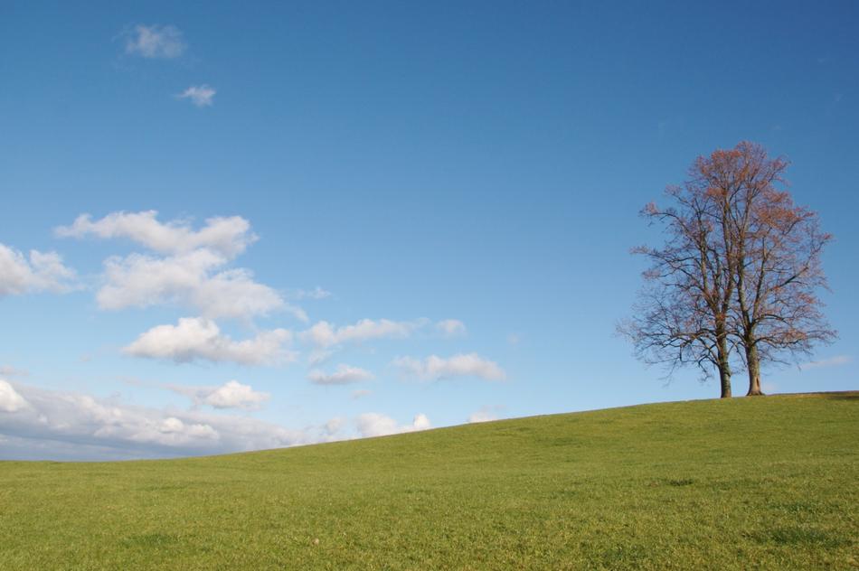 Tree Switzerland