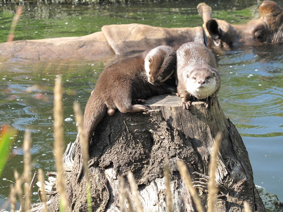otter on a tree stump near the lake