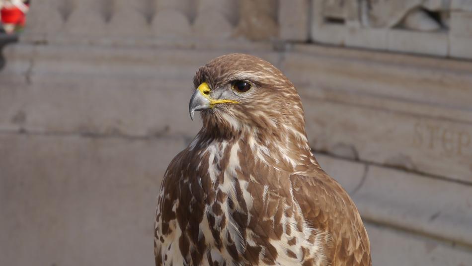 Beautiful, brown and white bird, near the architecture