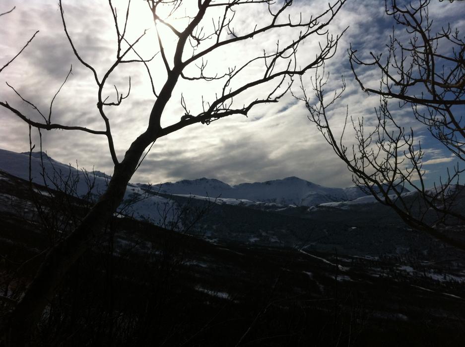 trees on the hill at dusk