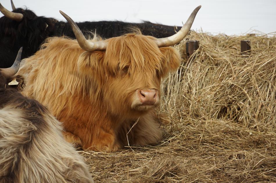 Cow High Land Bovine on livestock