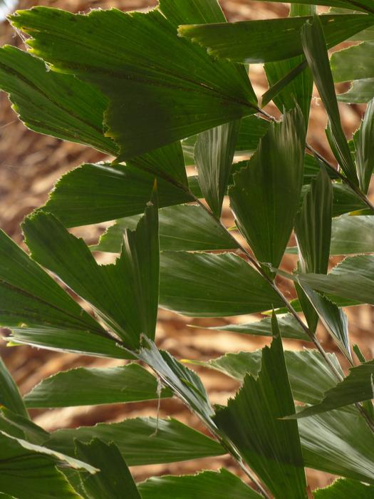 Leaves Palm Frayed