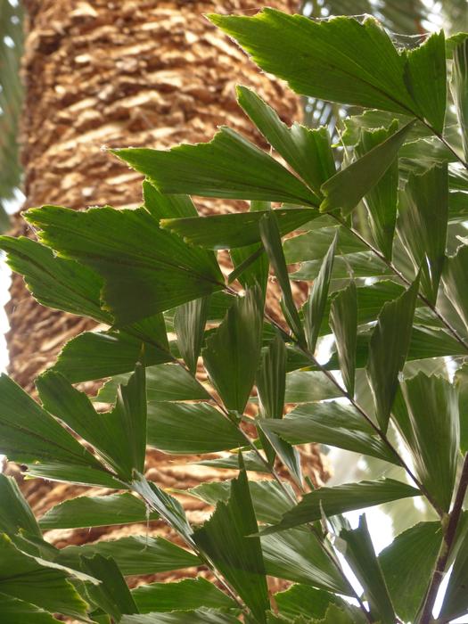 Beautiful and colorful palm tree, and green leaves