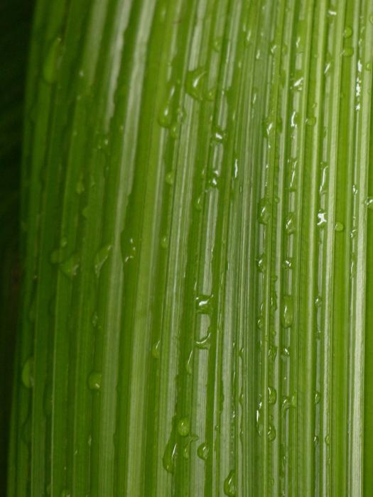 Leaf Rip Ribbed