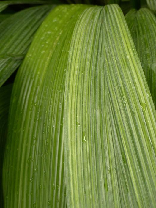 Ribbed Leaf Rip