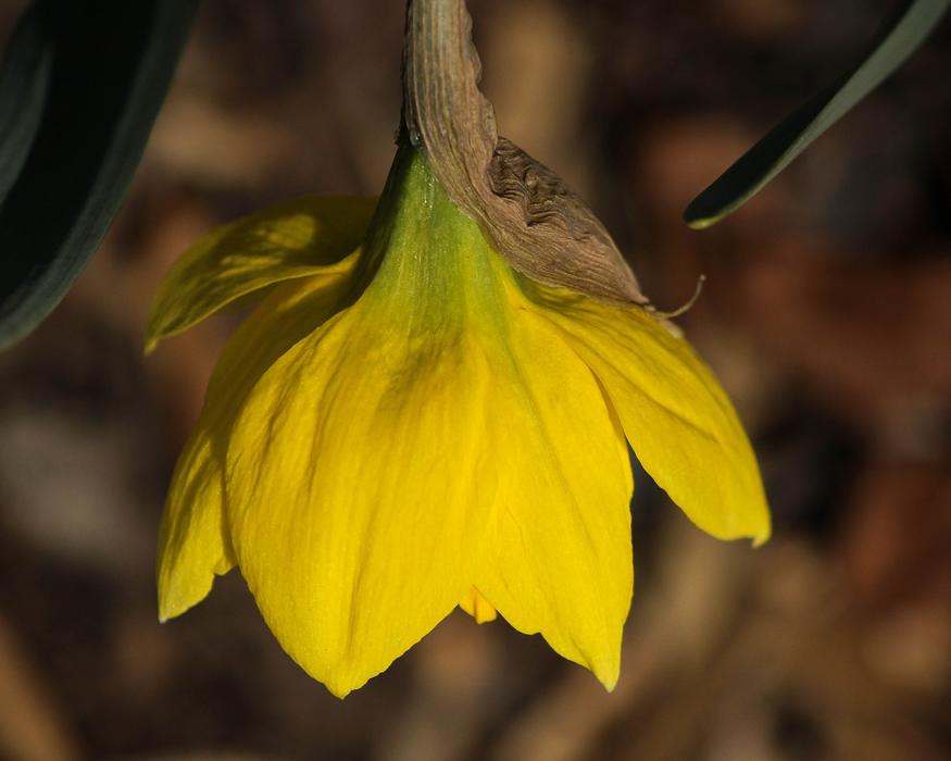ravishing Daffodil Narcissus