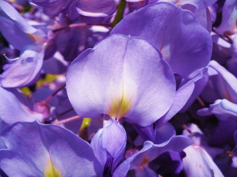 ravishing Purple Flower