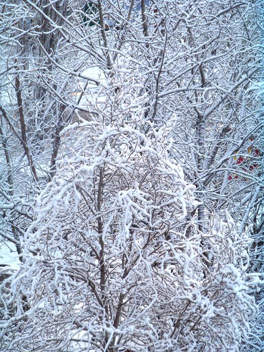 Close-up of the beautiful shrubs in snow, in the winter